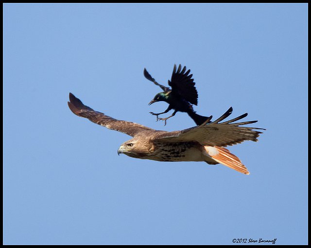 _2SB8376 red-tailed hawk and grackle.jpg